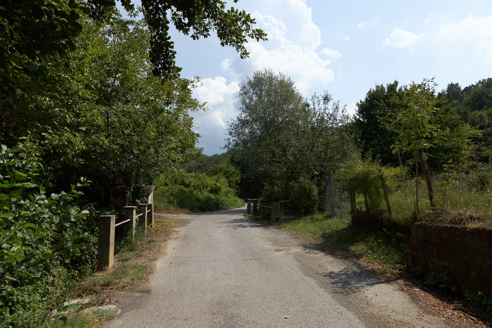 Narrow paved road between trees, fences and vegetation.