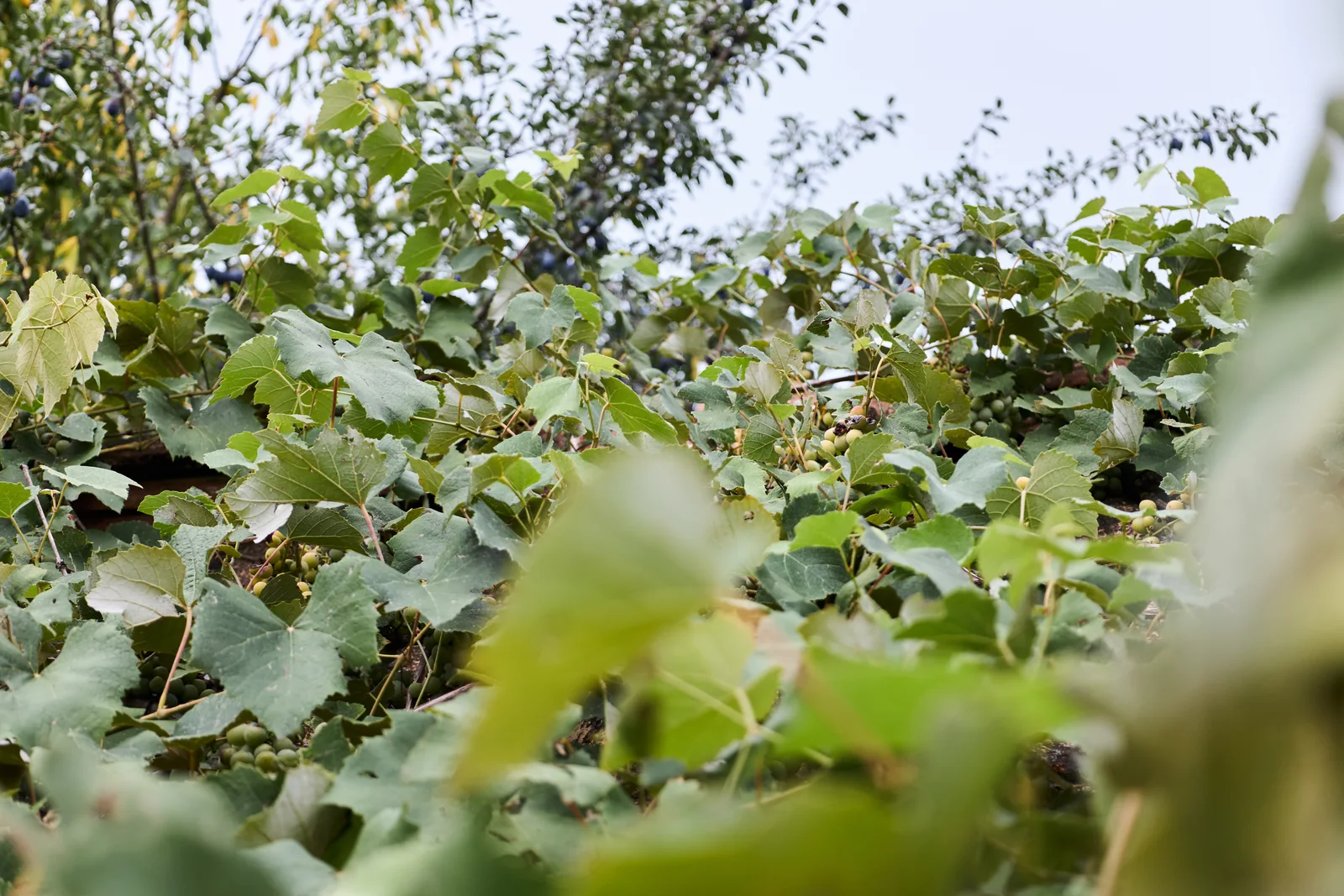 Vine leaves and small bunches of grapes among the vegetation.