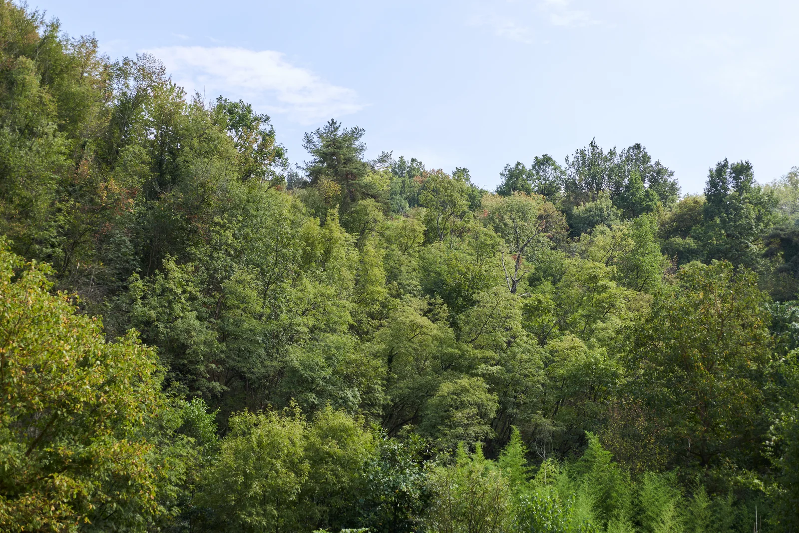 Hillside covered in green trees under a pale sky.